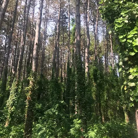 Sirena منتزه العطل *